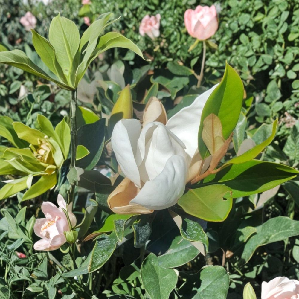 Southern Magnolia Tree - Magnolia grandiflora Live Evergreen Flowering Tree 4-5 Feet Tall 5 Gallon