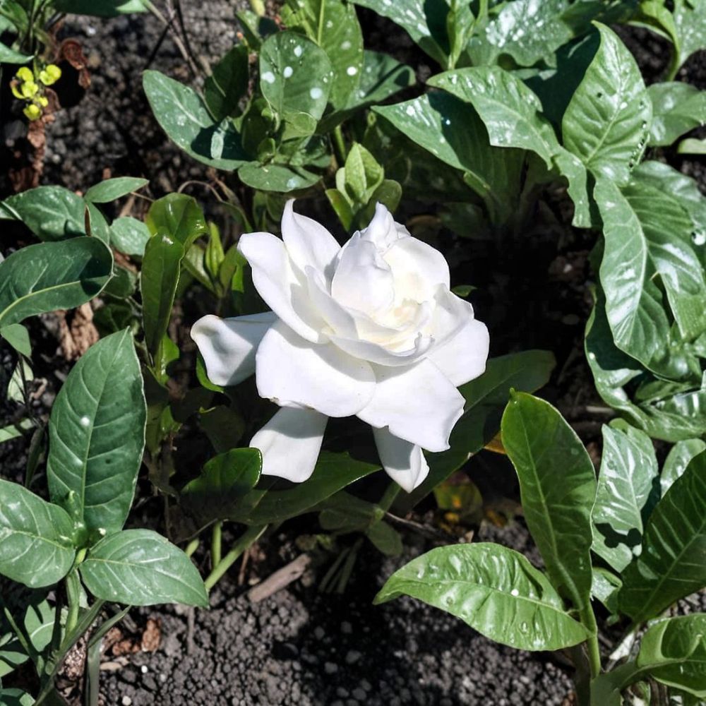 Gardenia Plant Set of 2 – 6 Inch Tall Rooted Gardenia jasminoides Cuttings with Fragrant White Blooms