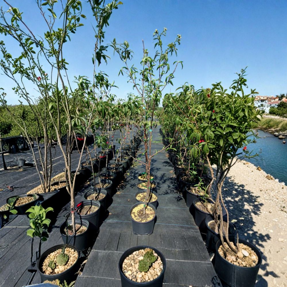 Royal Zest Three Peach Tree – Prunus persica Live Fruit Tree 4-6 Feet Tall
