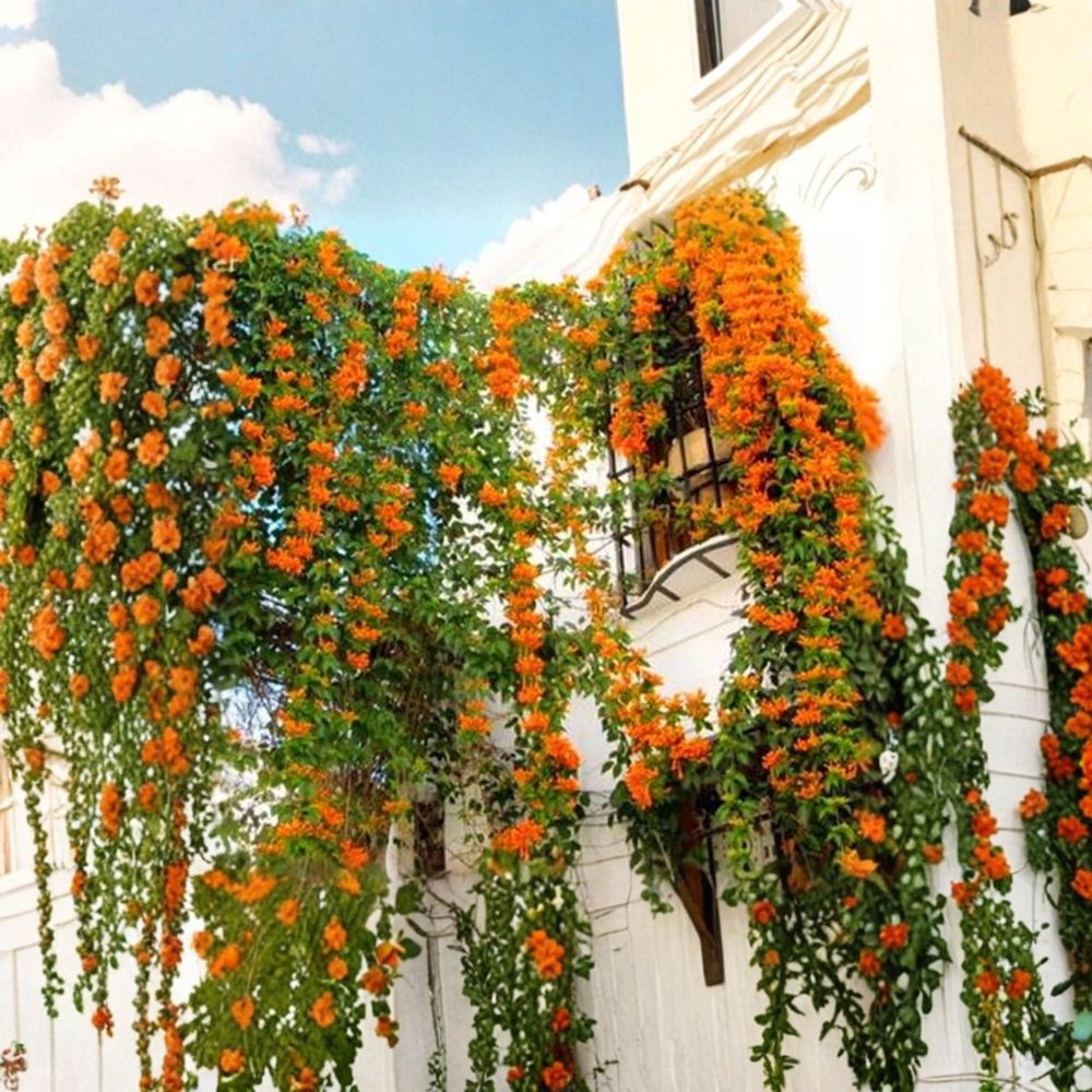 Orange Jasmine Seeds 20 - Rare Exotic Fragrant Jasmine Vine Seeds for Tropical Gardens