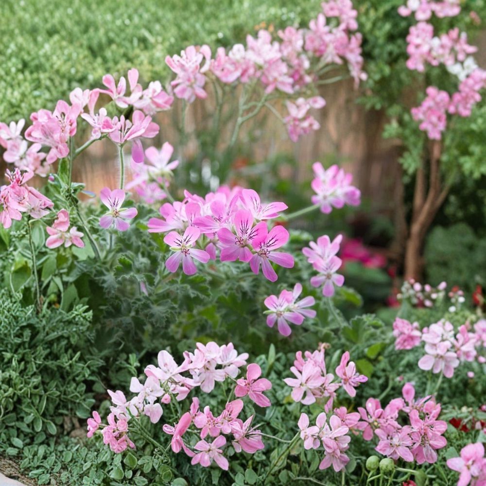 Rose Scented Geranium Cuttings – Pelargonium graveolens Live Plant Cuttings | 6 Unrooted Cuttings