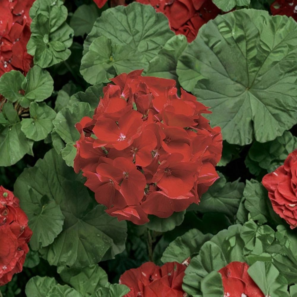 Ringo Deep Scarlet Geranium Seeds - 15 Pelargonium Seeds for Early Blooming Red Flowers