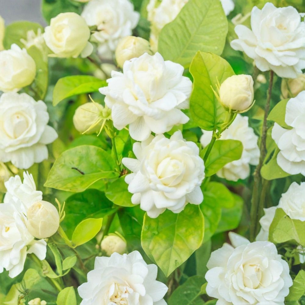 Arabian Jasmine ‘Grand Duke of Tuscany’ Live Starter Plant – Fragrant Double White Blooms, Indoor & Outdoor