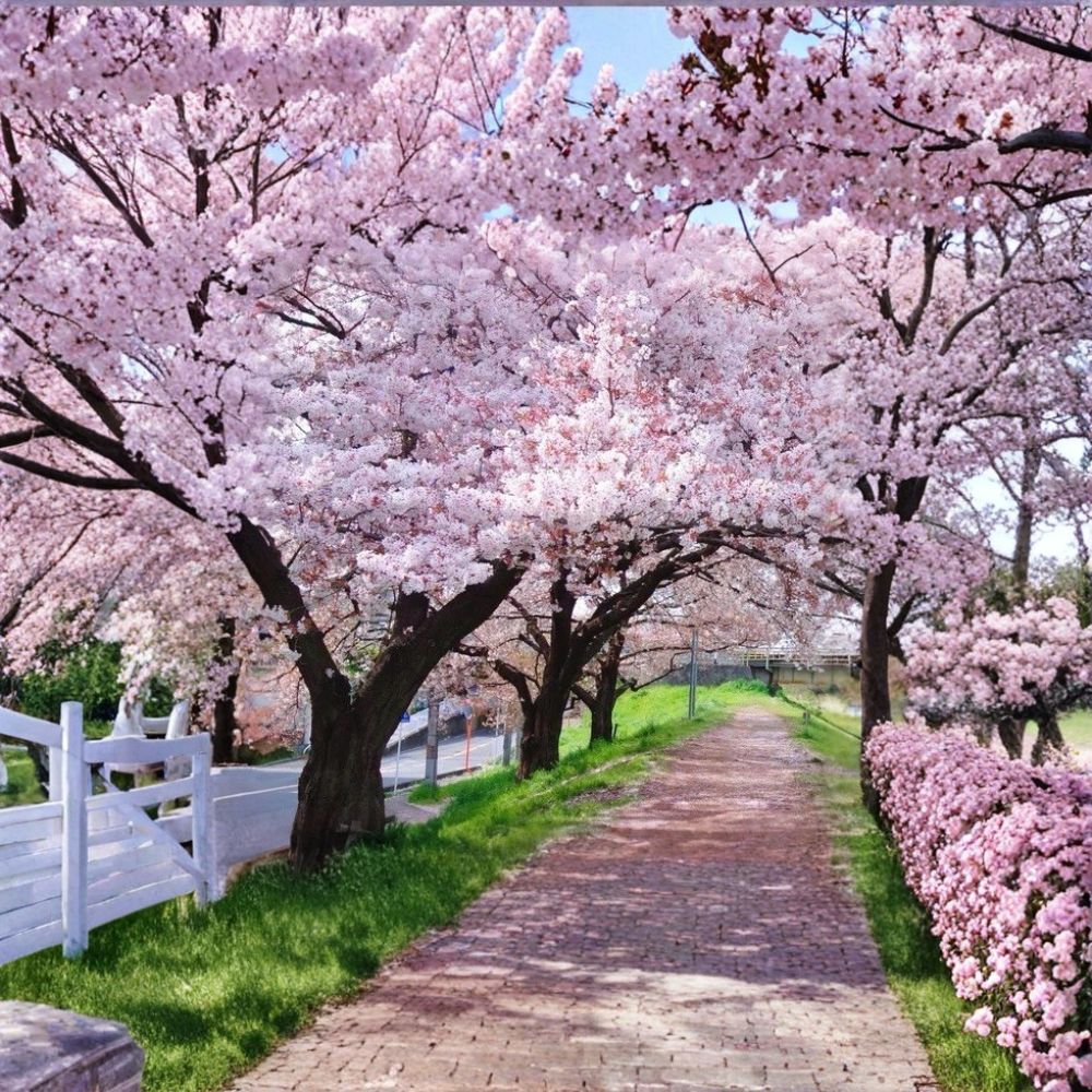 Yoshino Cherry Tree Prunus × yedoensis 2 Ft Bare Root Japanese Cherry Blossom Ornamental Tree