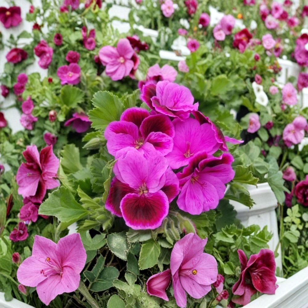 Martha Washington Geranium Cuttings – Pelargonium Live Plant Cuttings with Rose Pink Blooms