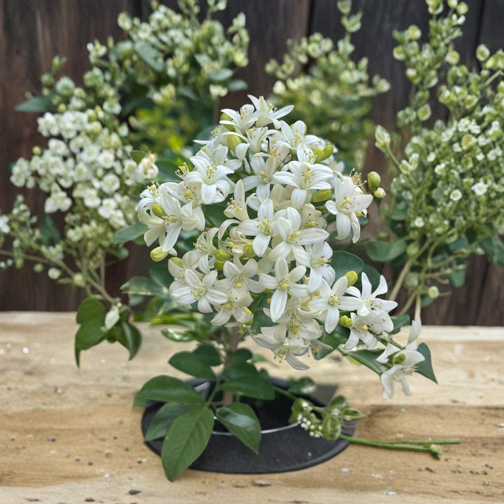 Dwarf Orange Jasmine Seeds 20 Pack – Fragrant Murraya paniculata Shrub for Indoor & Outdoor Growing