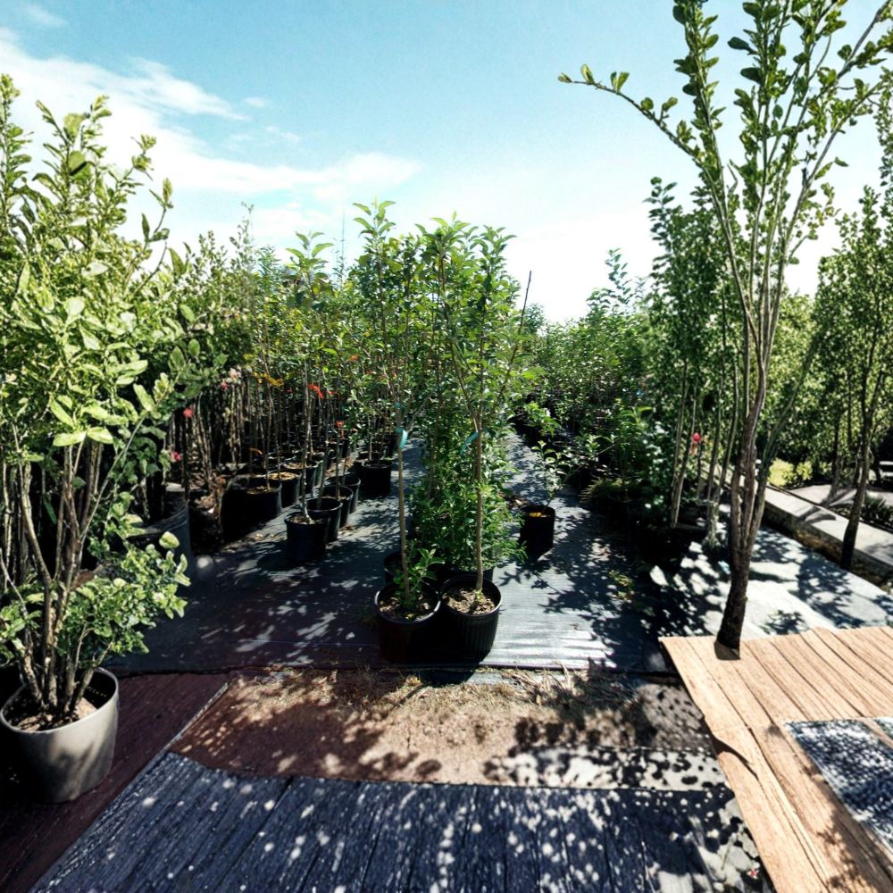 York Apple Tree - Live Fruit Tree 4-6 Feet Tall | Sweet Juicy Apples