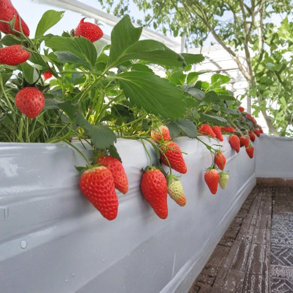 Akihime Strawberry Plants 6 Pack – Sweet Japanese Fragaria × ananassa Bare Root Crowns
