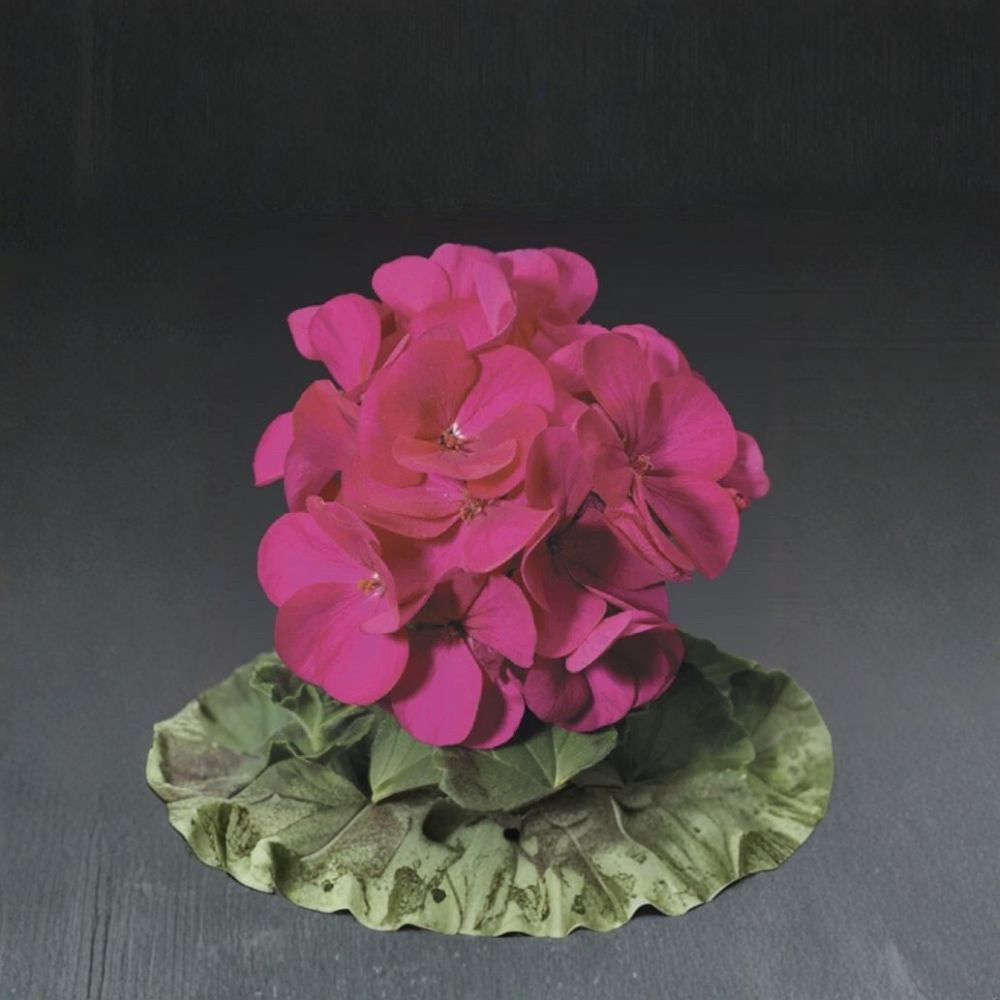 Ringo Violet Geranium Seeds – 15 Premium Pelargonium x hortorum Seeds for Early Blooming