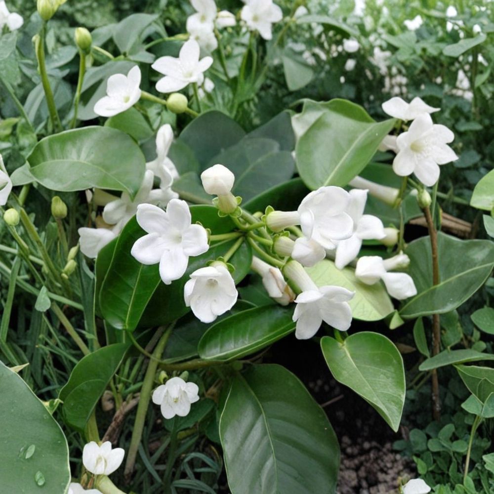 Madagascar Jasmine Seeds – Stephanotis floribunda 5 Seeds | Fragrant White Flower Vine for Indoor & Outdoor