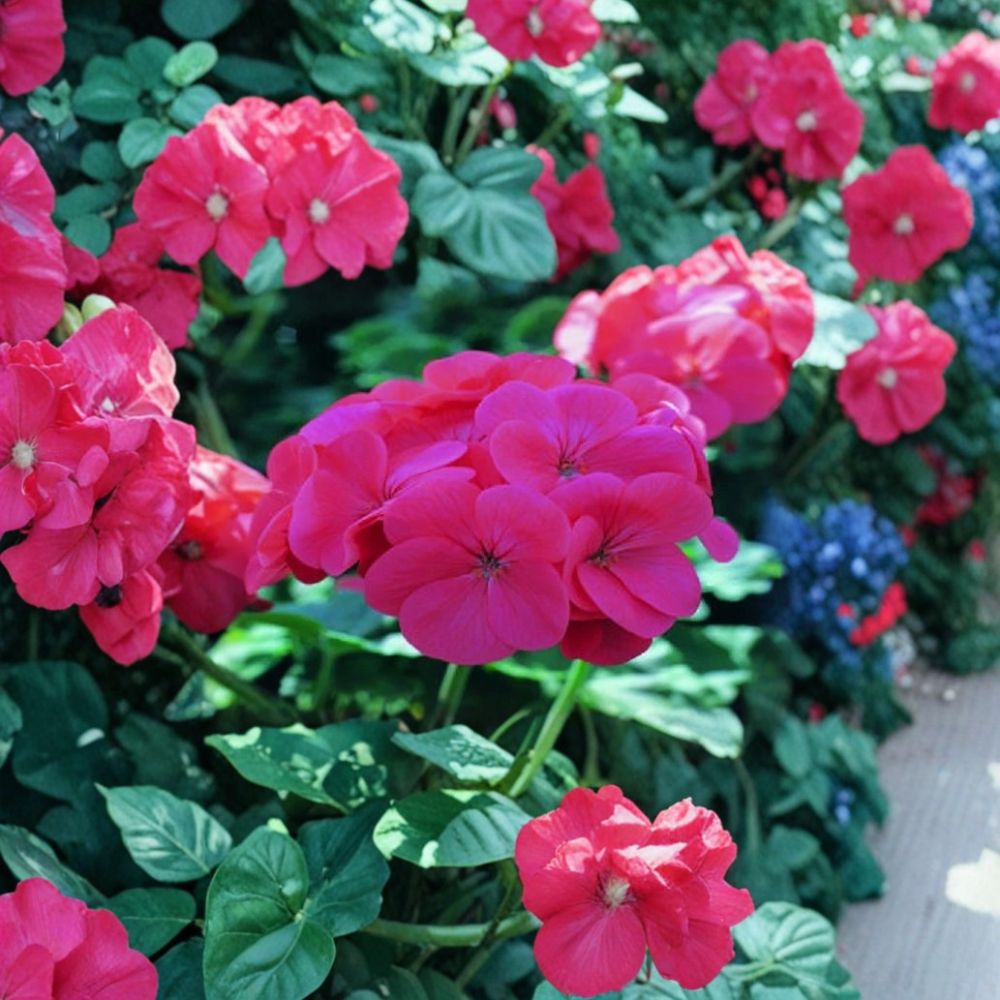 Saturn Salmon Glow Geranium Seeds - 15 Pelargonium Flower Seeds for Pots & Gardens
