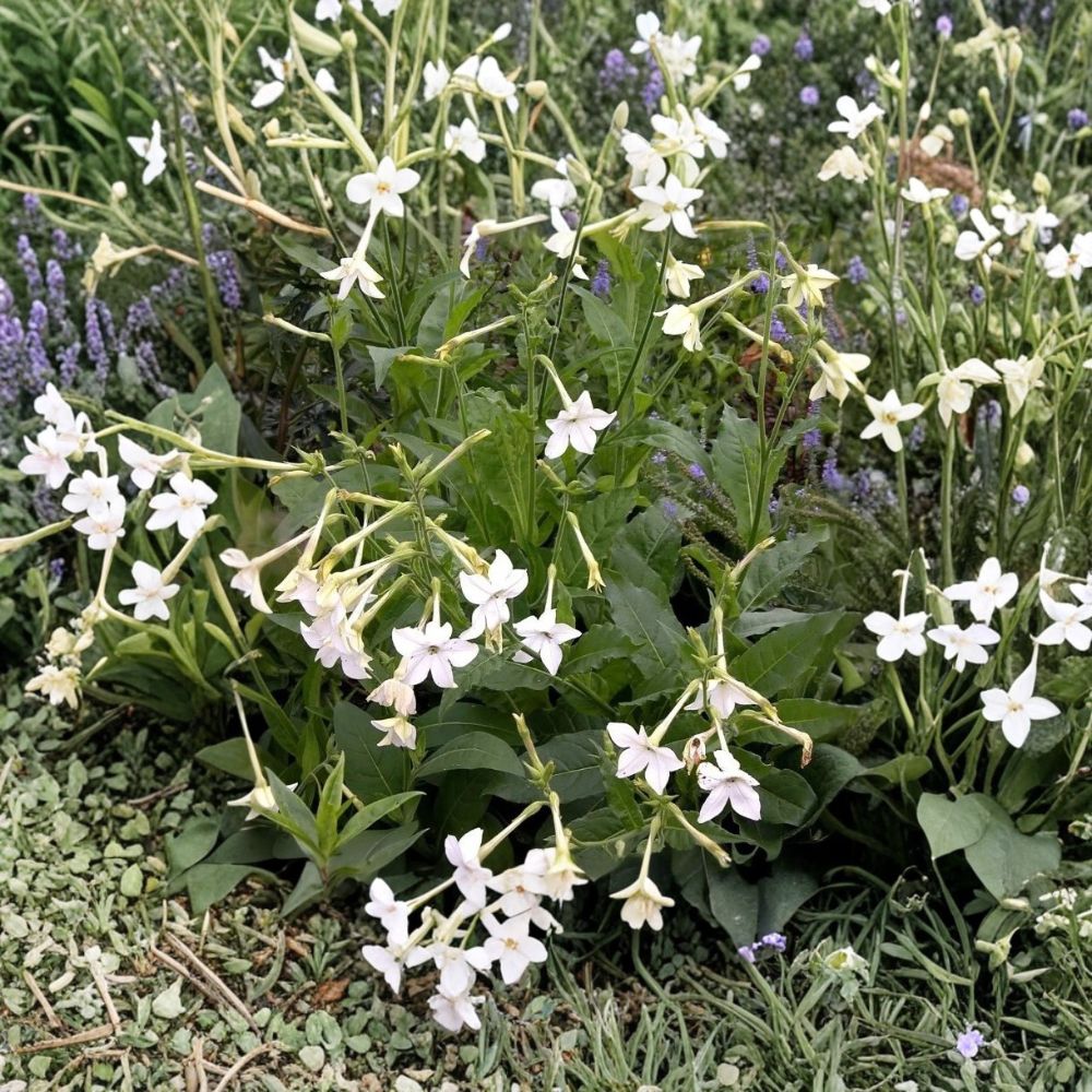 Jasmine Tobacco Seeds Nicotiana alata 20+ Pack | Fragrant Evening Blooms & Pollinator Friendly