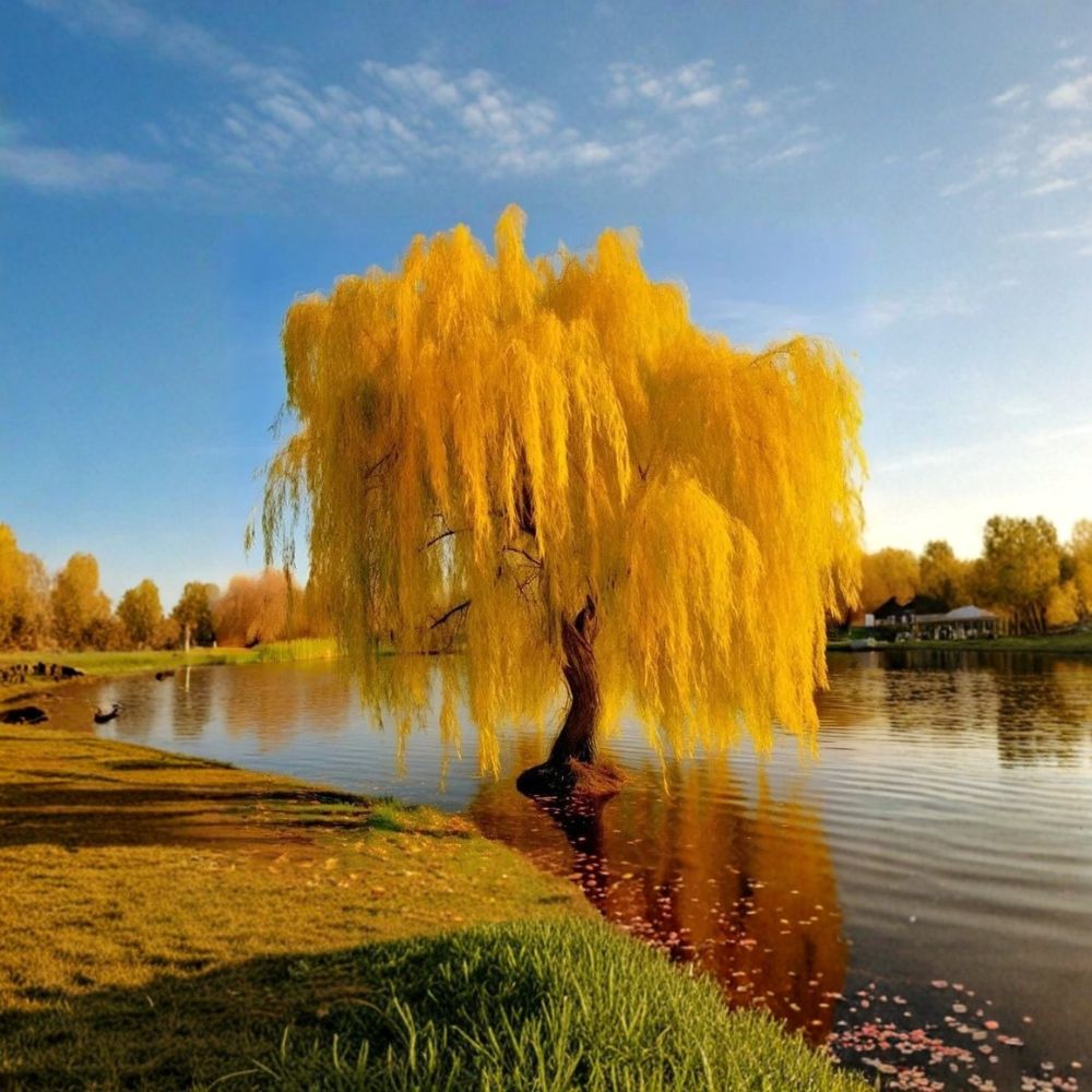 Gold Weeping Willow Cuttings Salix alba ‘Vitellina’ – 5 Fast Growing Trees for Bonsai or Garden