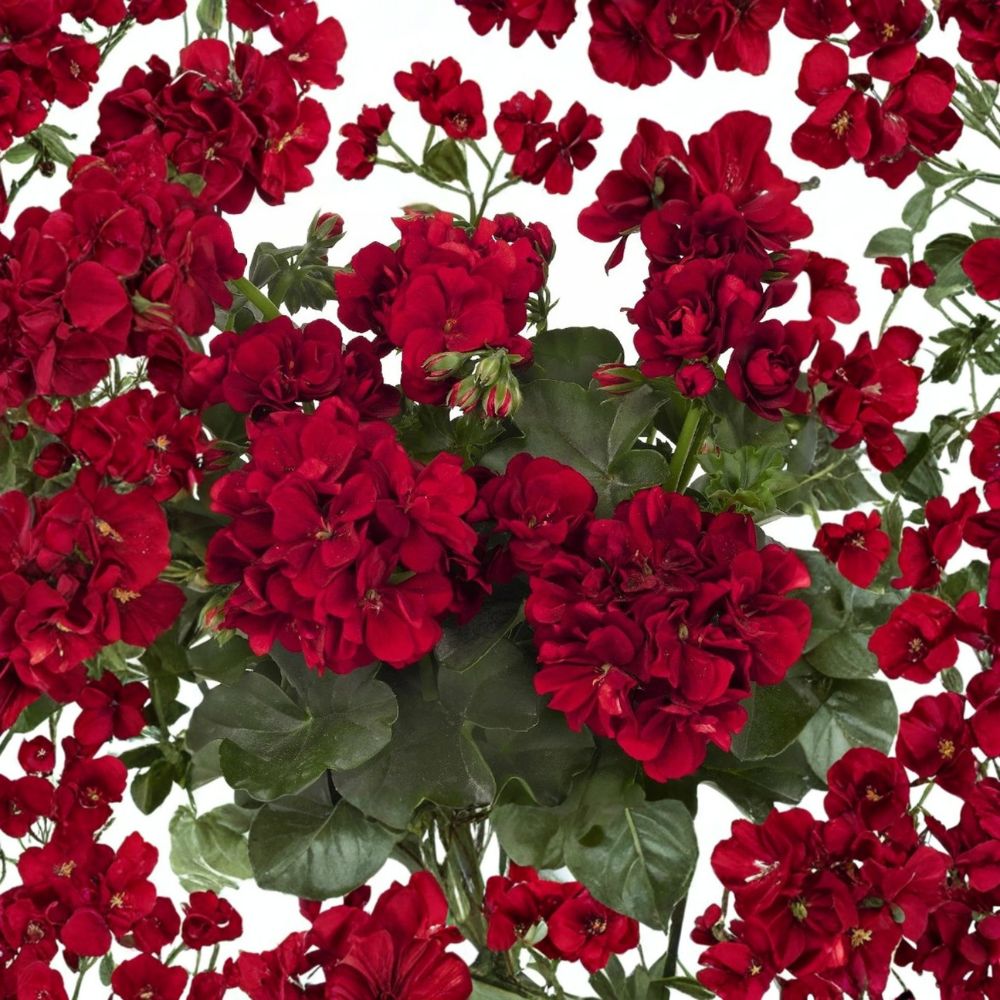 Double Red Geranium Seeds – 10 Premium Pelargonium x hortorum Seeds for Hanging Baskets & Containers