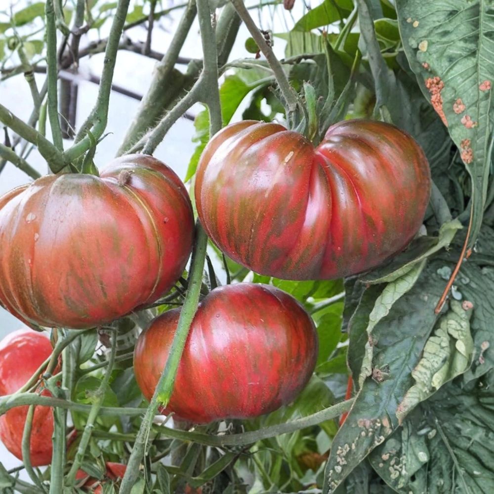 Pink Berkeley Tie-Dye Tomato Seeds – 50 Organic Non-GMO Heirloom Seeds by Brad Gates | Wild Boar Farms
