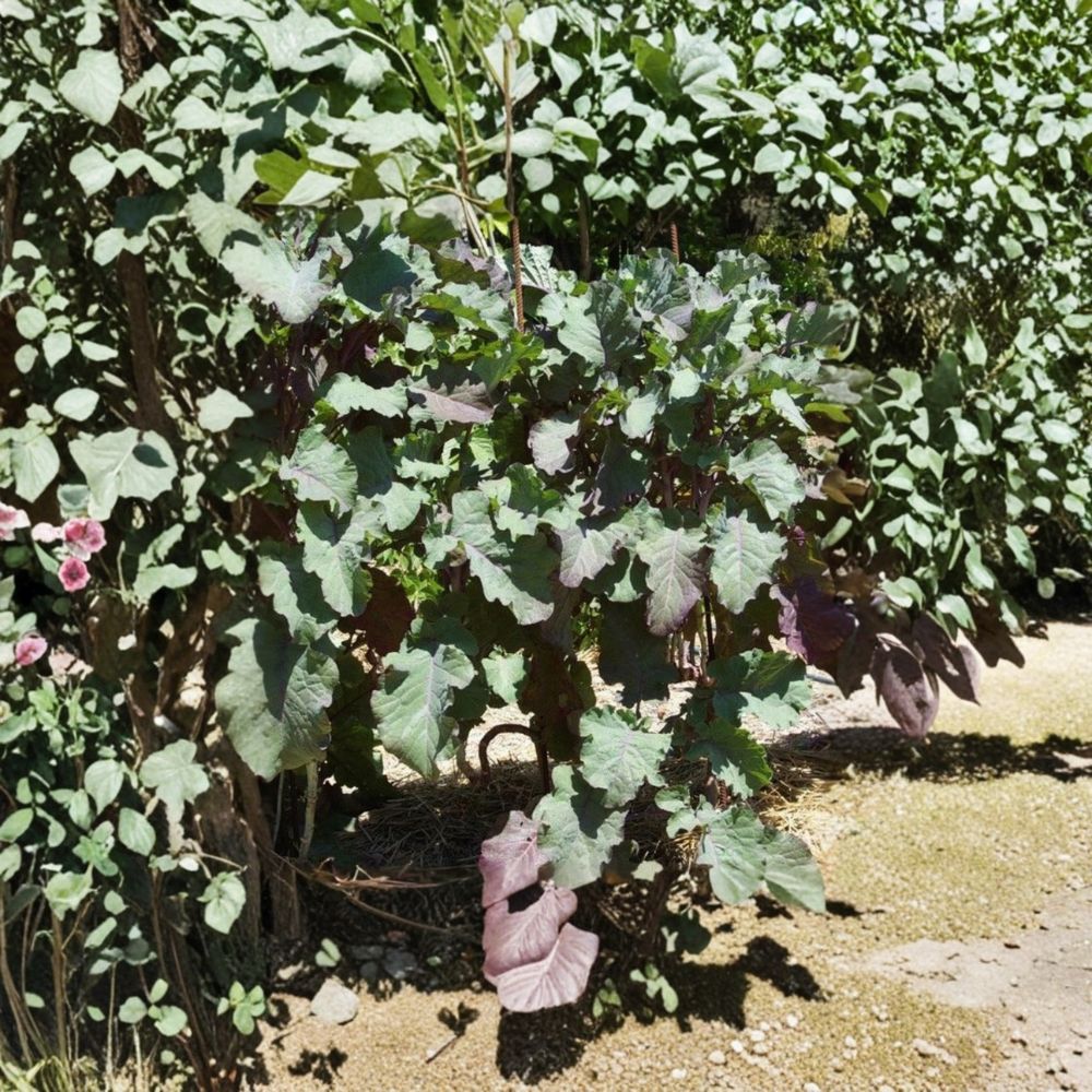 Purple Tree Collard Cutting – Perennial Kale Plant with Vibrant Purple Leaves, Fast Growing Edible Greens