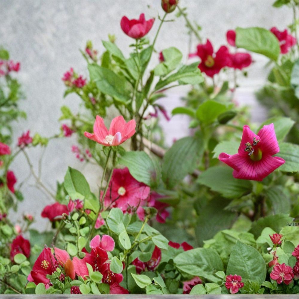 Hawaii Red Cranesbill Geranium Seeds – 25+ Premium Red Geranium Flower Seeds