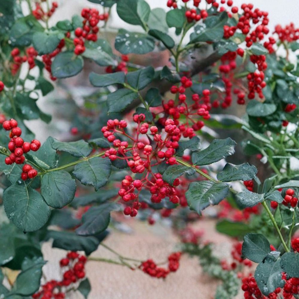 Sichuan Pepper Tree Zanthoxylum simulans Live Plant 3 Ft Tall in 1 Gallon Pot Hanyuan Da Hong Pao