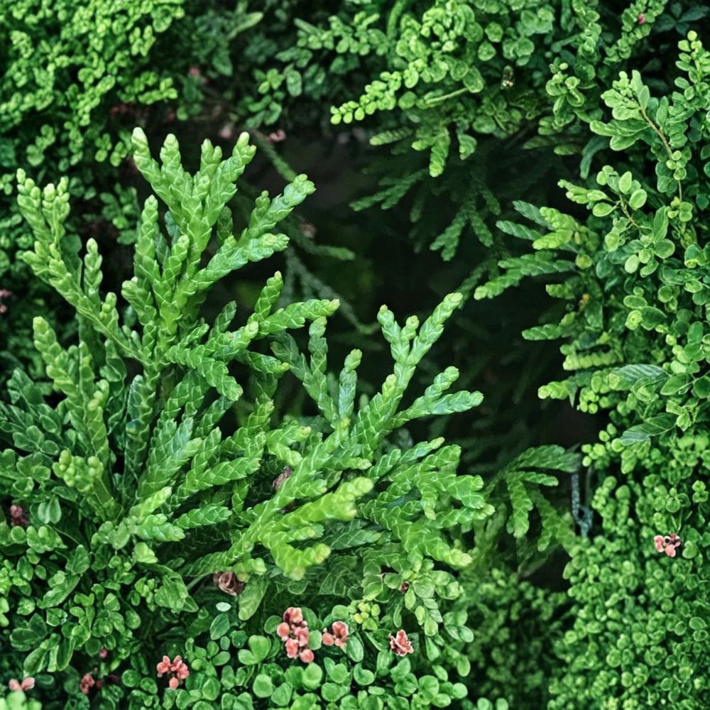 Emerald Green Arborvitae Starter Plants - 30 Pack Bare Root Thuja occidentalis ‘Smaragd’ - Evergreen Privacy Hedge Trees