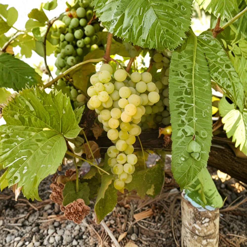 Marquis Seedless Grape Vine – Cold Hardy White Table Grape with Large Sweet Berries, Mid-Season Harvest