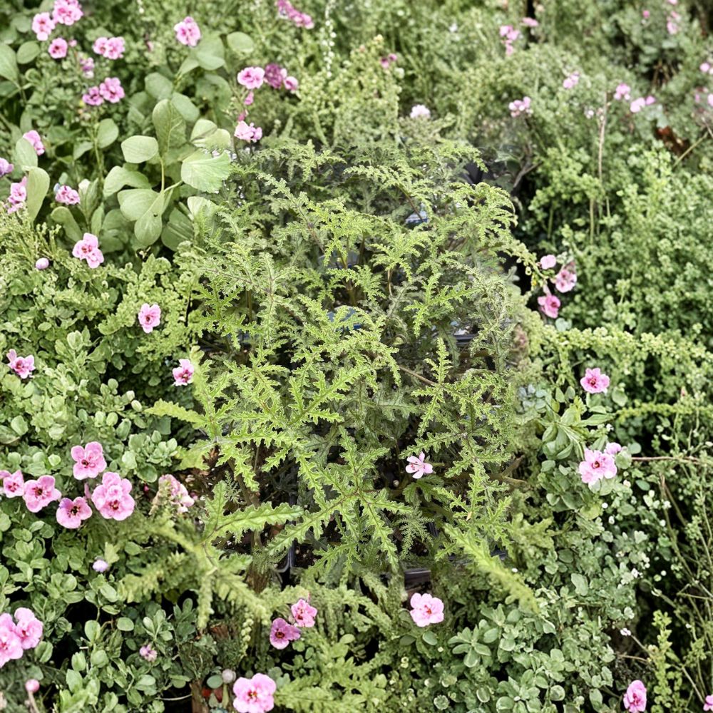 Pine Scented Geranium Live Plant – Pelargonium denticulatum Quart Pot | Fragrant Indoor Outdoor Herb