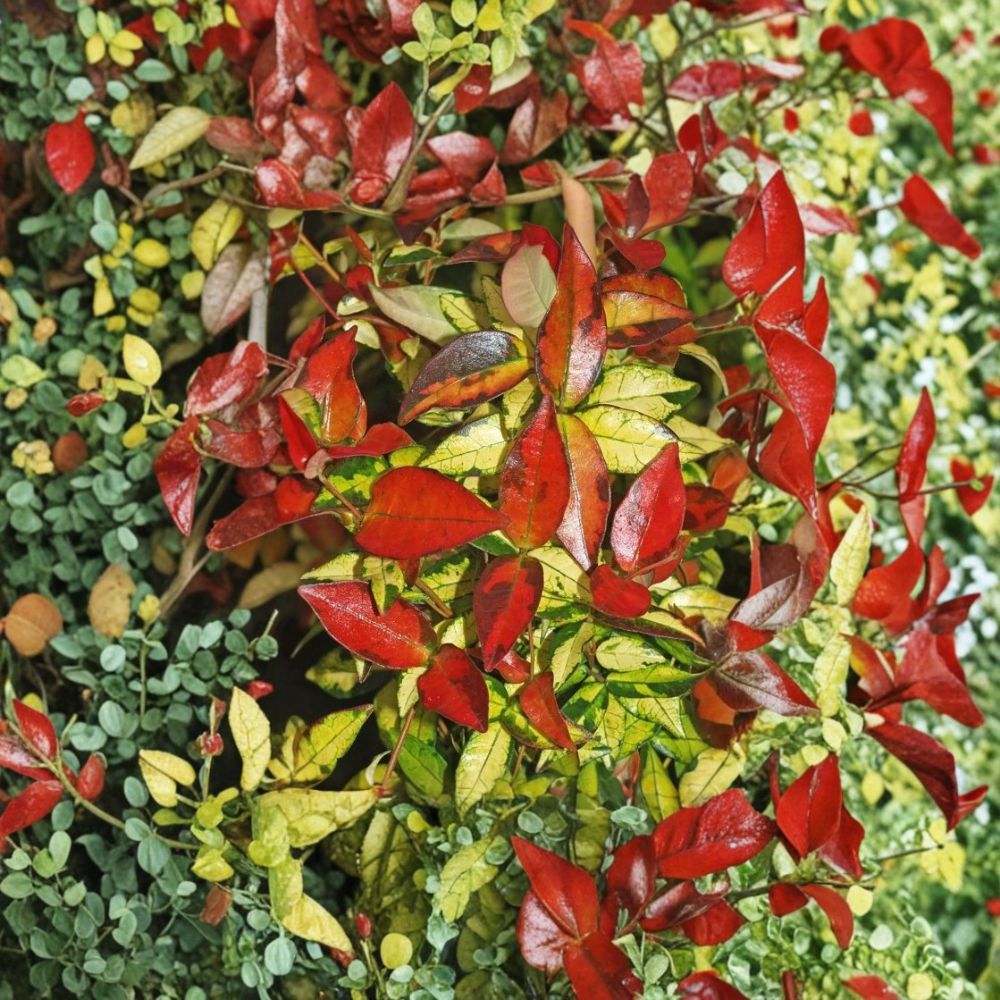 Asiatic Jasmine ‘Summer Sunset’ – Variegated Evergreen Vine & Groundcover, 4–6 Inch Starter Plant