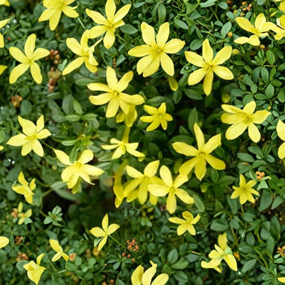 Parker’s Jasmine Dwarf Live Plant – Compact Yellow Fragrant Jasmine in 4” Pot for Outdoor Gardens