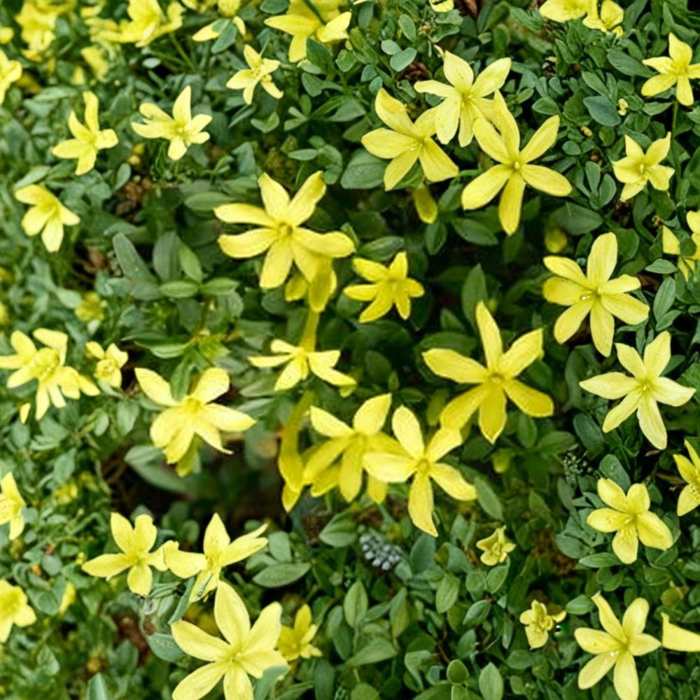 Parker’s Jasmine Dwarf Live Plant – Compact Yellow Blooming Jasminum spp. in 4-Inch Pot