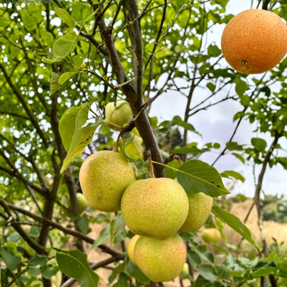 Emerald Crisp Asian Pear Tree Bare Root 32-36 Inches | Early Sweet Crisp Juicy Green Pear