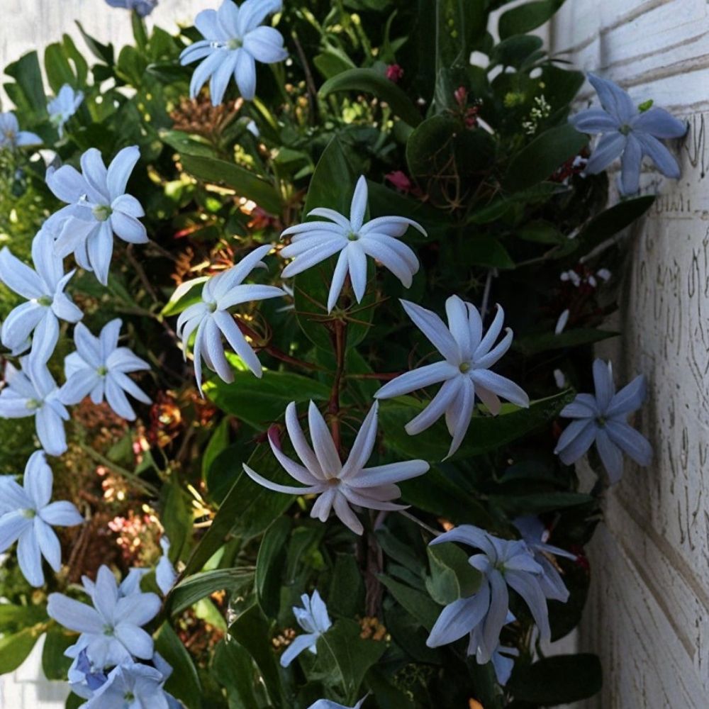 Angel Wing Jasmine Live Plant – Jasminum nitidum, 10–14 Inches Tall, 4 Inch Pot, Star Jasmine Vine for Indoor & Outdoor