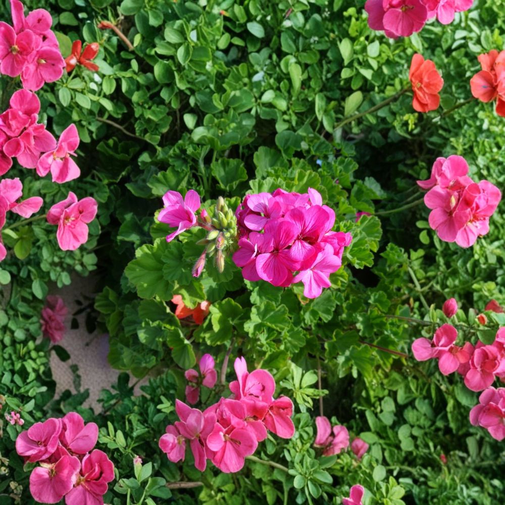 Hardy Pink Geranium Cuttings – 30 Fresh Pelargonium Cuttings for Patio & Garden
