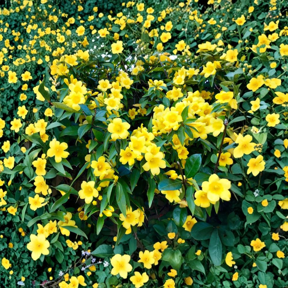 Carolina Jasmine Live Starter Plant – Gelsemium sempervirens Yellow Jessamine Vine 4-6 Inches