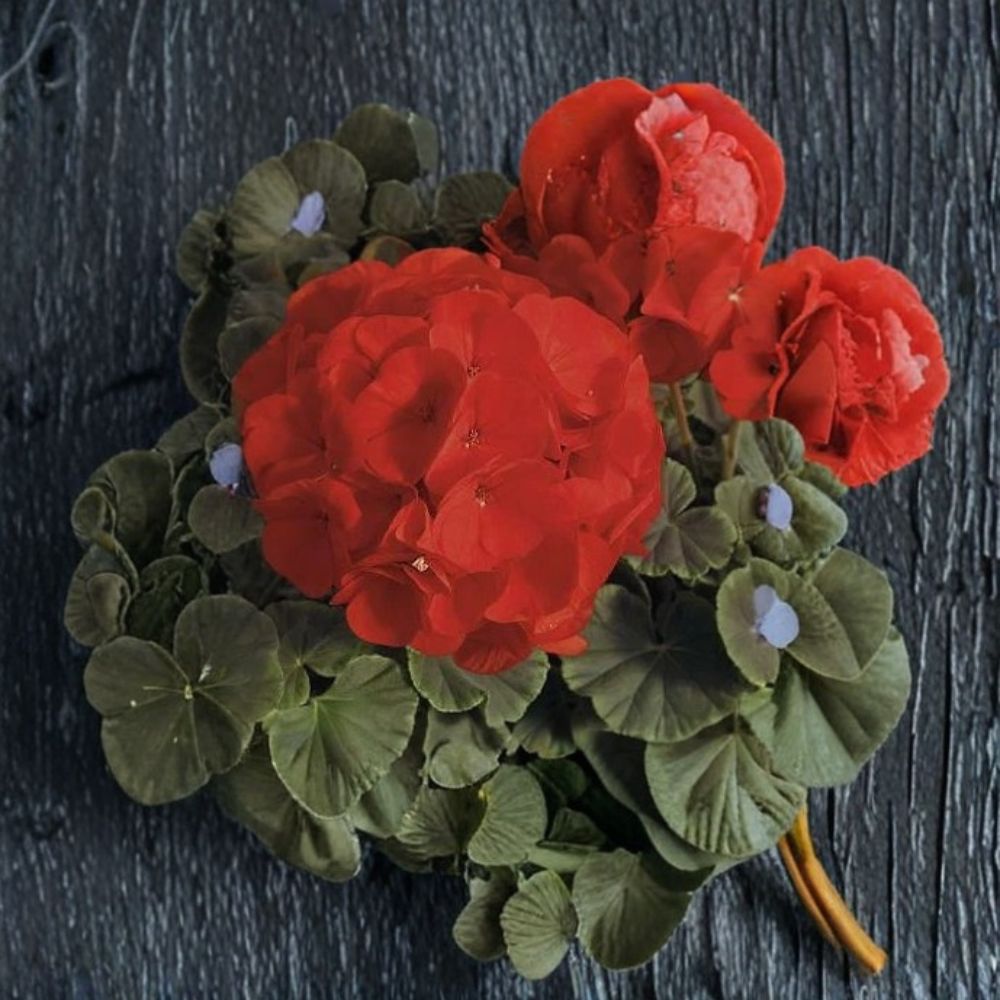Geranium Bullseye Scarlet Pelargonium Seeds | 100 Premium Seeds with Scarlet Blooms & Chocolate Foliage