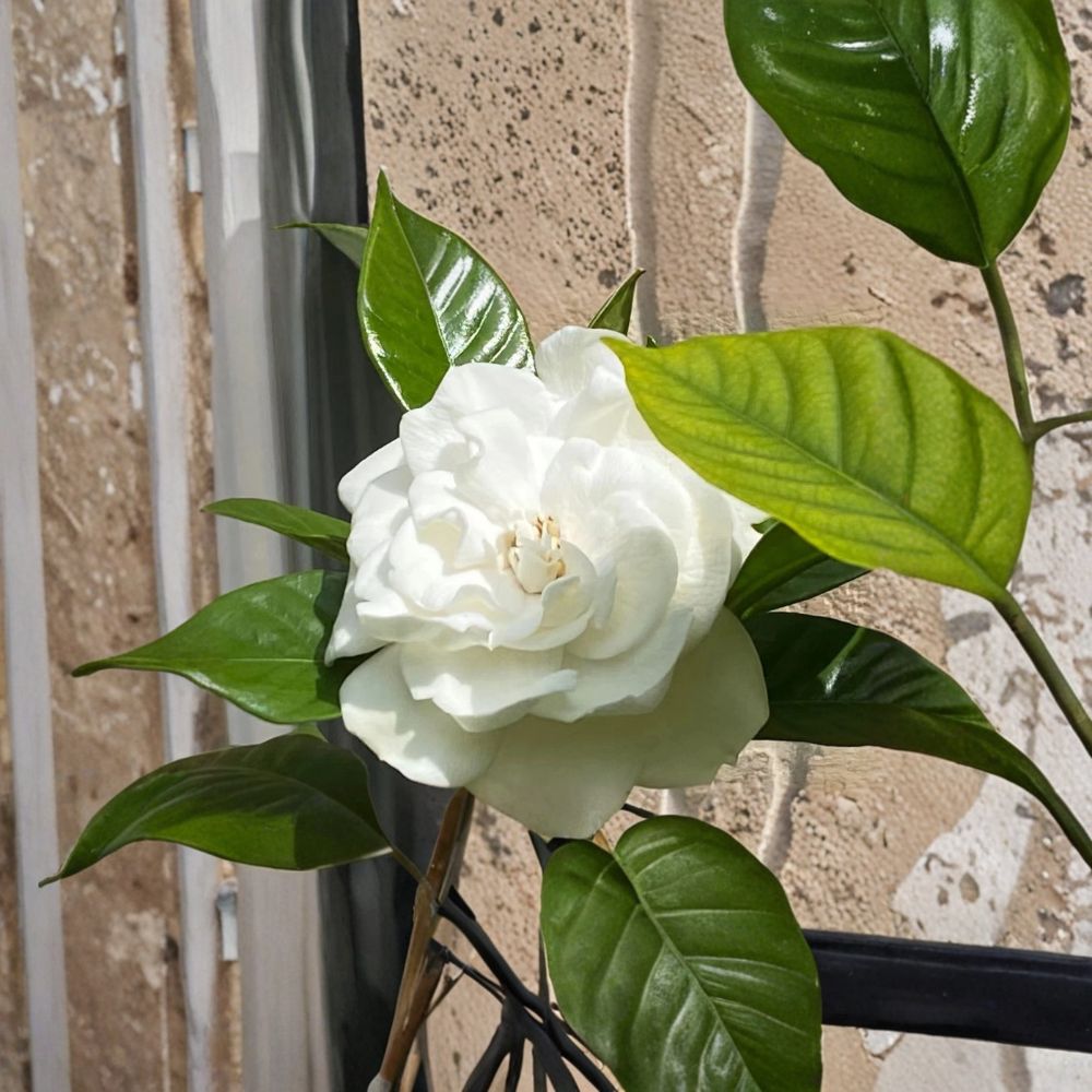 Gardenia Cuttings 10 Pack – Heirloom August Beauty Cape Jasmine Unrooted 5-8 Inch Evergreen Shrub Starter