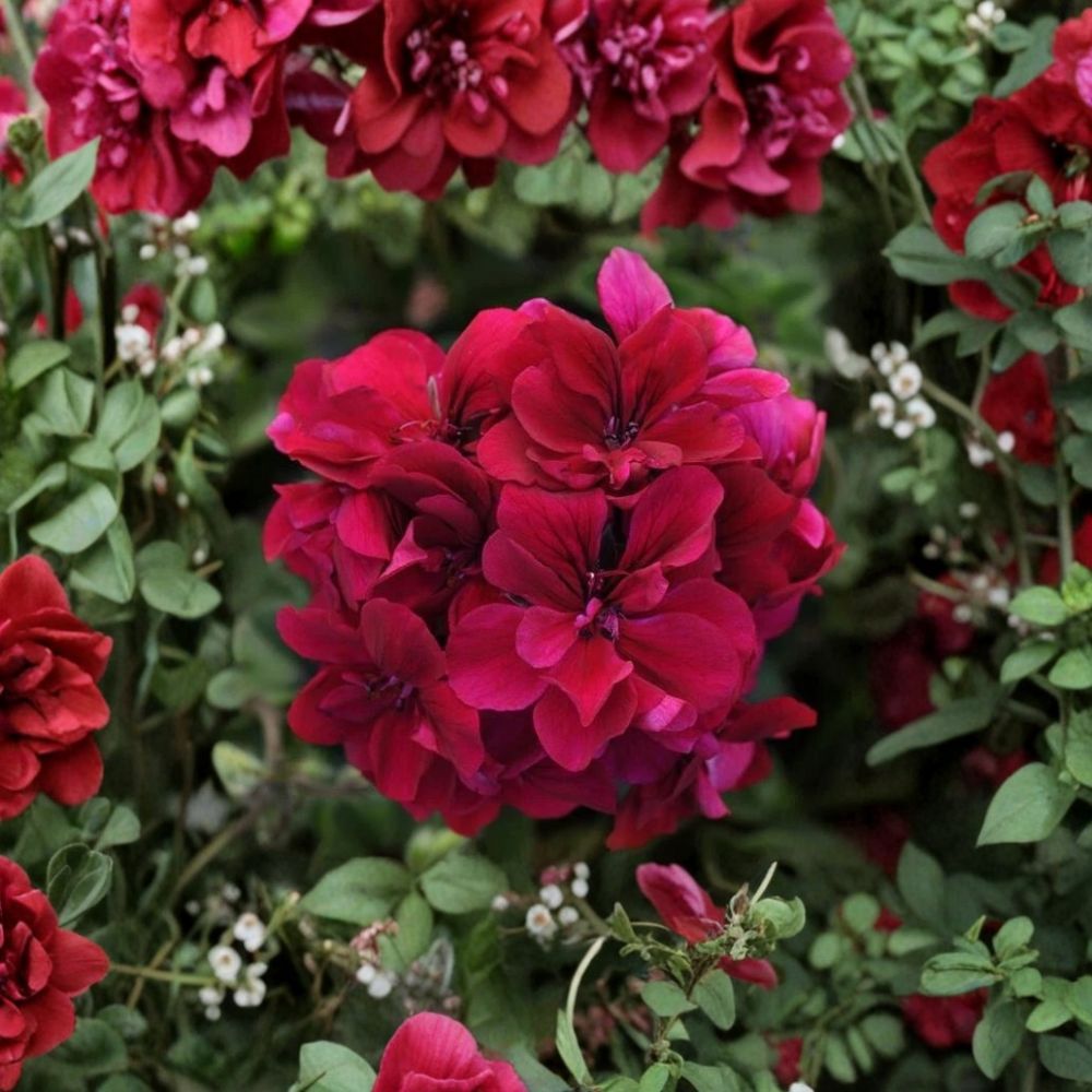 Burgundy Geranium Starter Plant – Live Flowering Geranium with Deep Burgundy Blooms