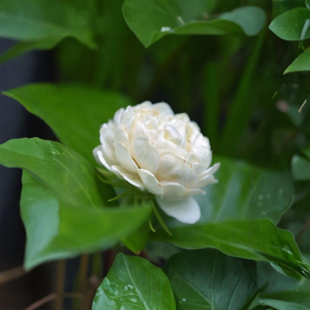 Grand Duke of Tuscany Jasmine Live Plant – Jasminum sambac with Double White Fragrant Flowers