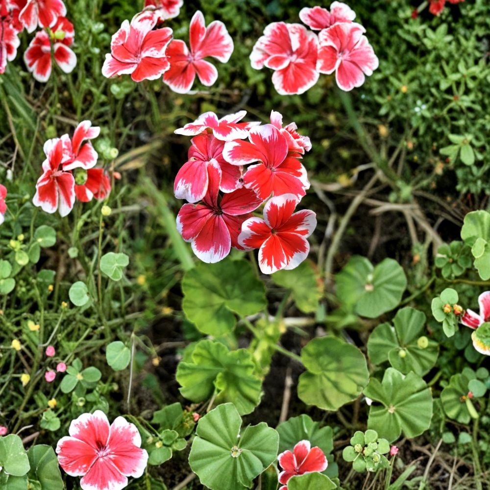 Rare Red & White Zonal Geranium Cutting | Live Pelargonium Starter Plant with White-Tipped Red Blooms