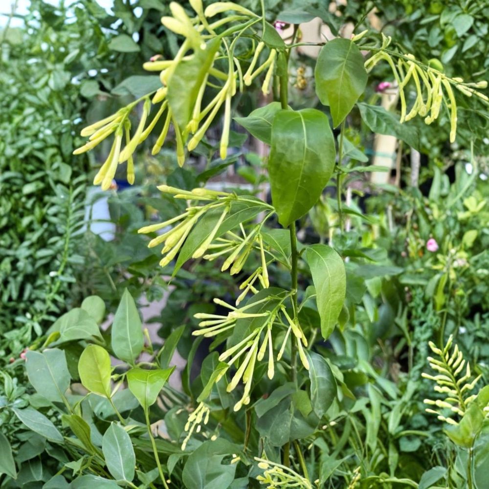 Night Blooming Jasmine Live Starter Plants - Set of 2 Fragrant Evergreen Shrubs, 3-8 Inches Tall