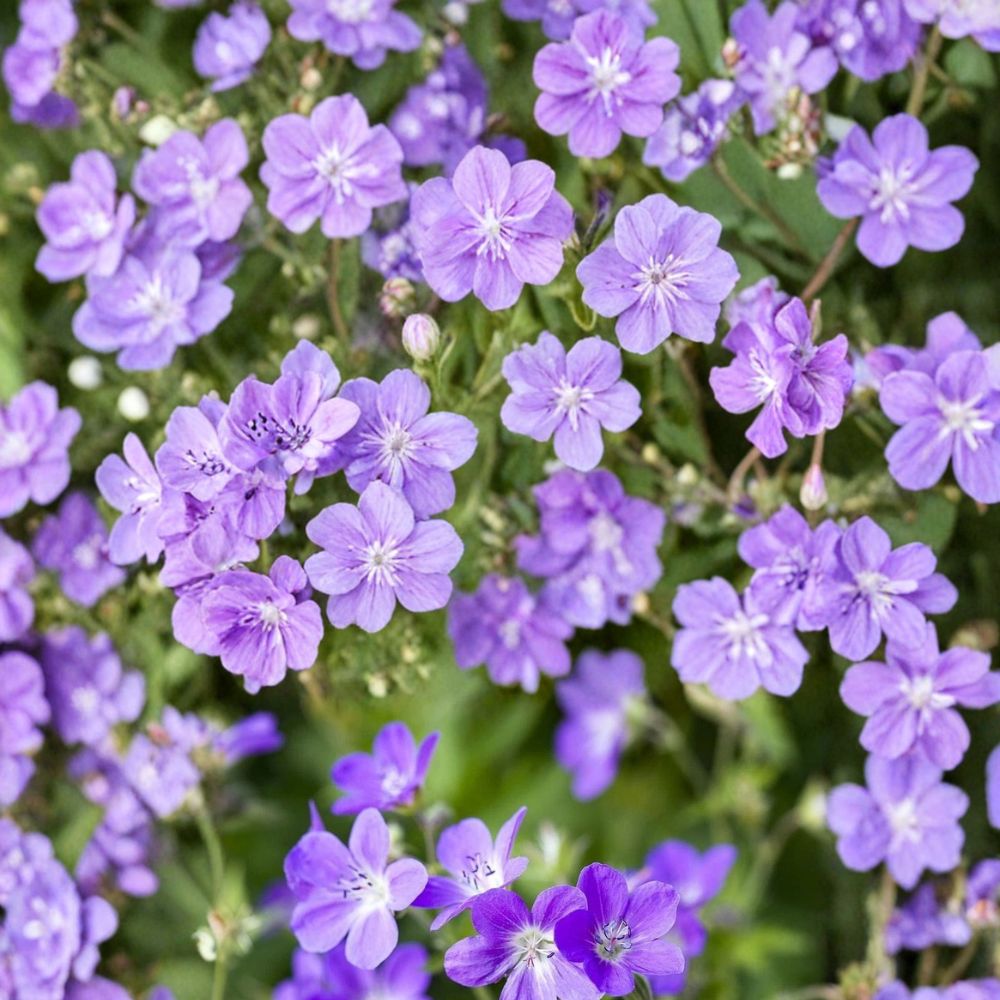 Mayflower Geranium Seeds – 25+ Premium Pelargonium x hortorum Seeds for Patio & Container Gardens