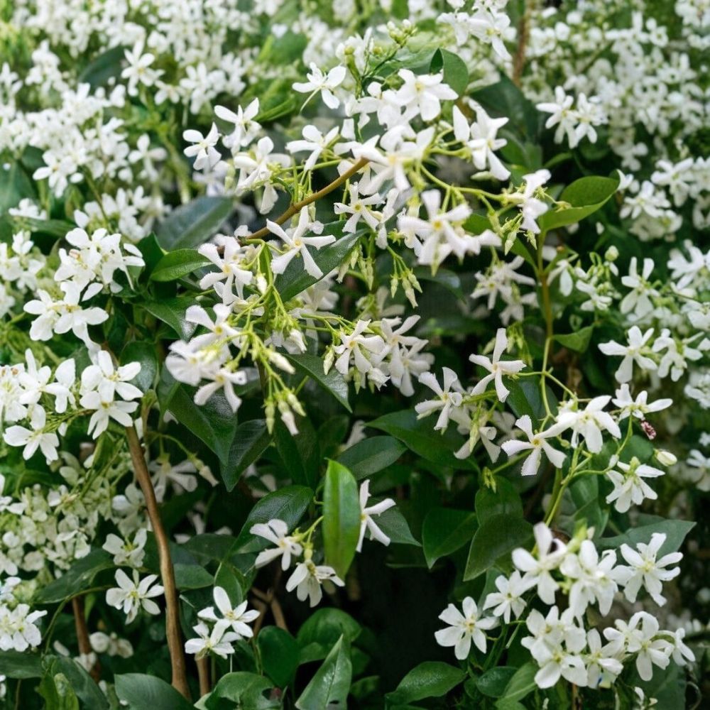 Star Jasmine Plant – Trachelospermum jasminoides Live Vine with Fragrant White Flowers, 10 Inch Tall in 3 Inch Pot
