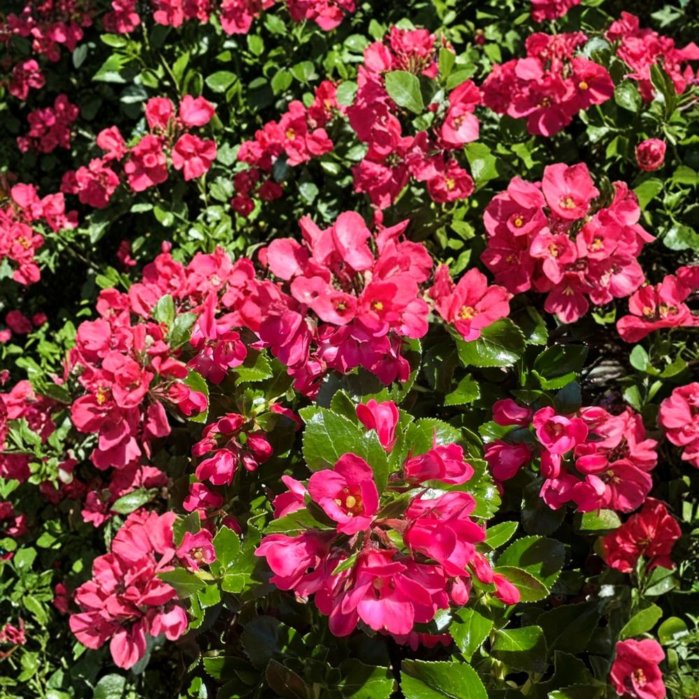 Escallonia ‘Redclaws’ Evergreen Shrub with Pink Red Flowers – Dense Hedge Plant for Garden & Landscape