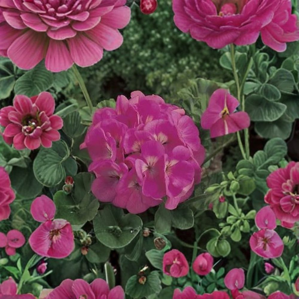 Maverick Pink Geranium Seeds – 100 Pelargonium Flower Seeds for Pots & Gardens