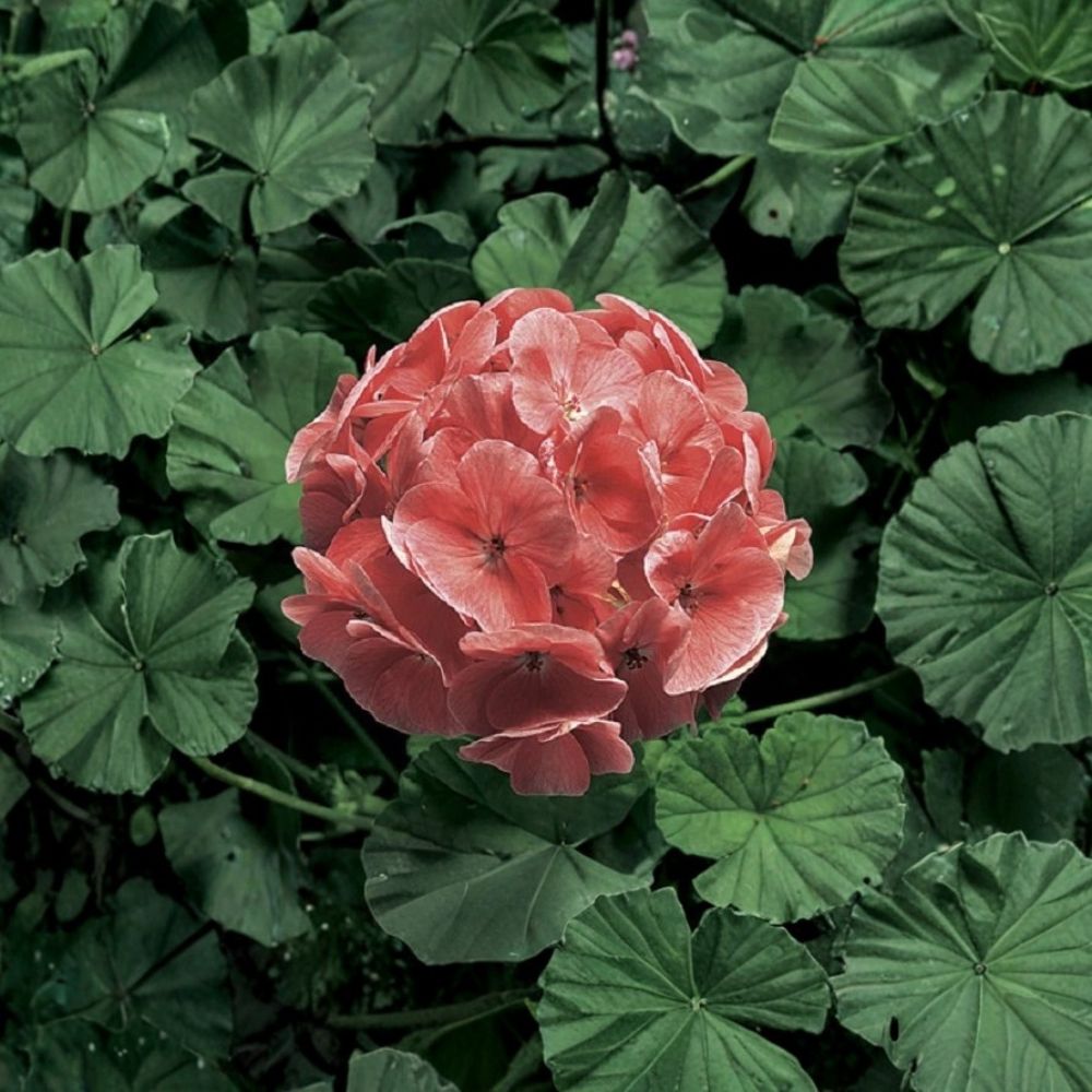 Ringo 2000 Light Salmon Geranium Seeds - 15 Zonal Pelargonium Seeds for Pots & Hanging Baskets