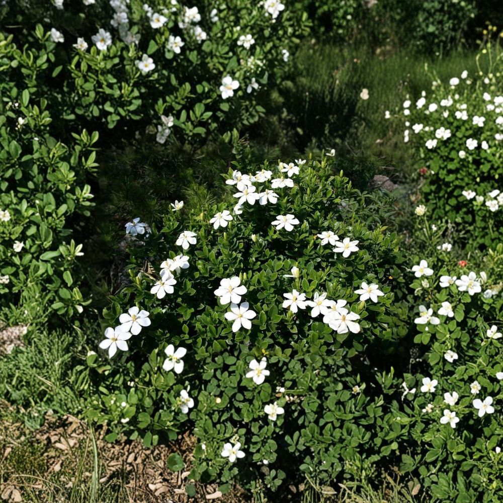 Gardenia Seeds – Gardenia jasminoides Cape Jasmine | 10+ Fragrant White Flowering Shrub Seeds