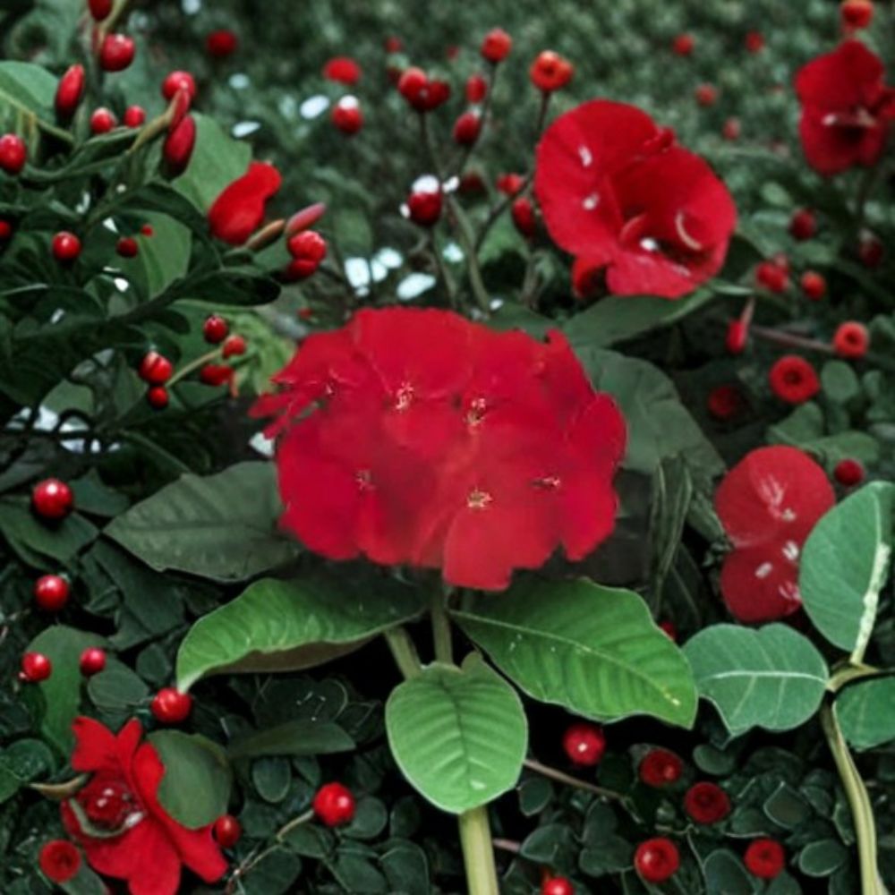 Geranium Ringo 2000 Cardinal Red Pelargonium Seeds | 100 Seeds | Deep Cardinal Red Blooms | Compact Pot-Friendly
