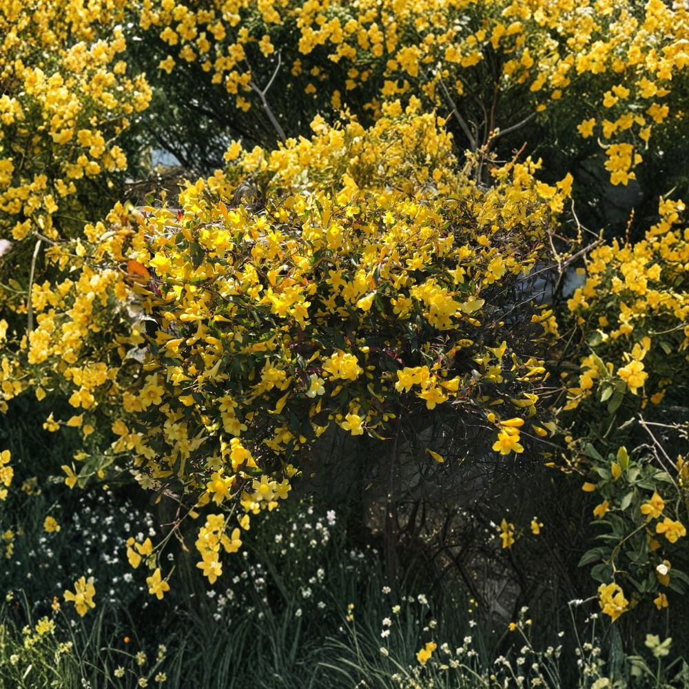 Carolina Jasmine Plant Set of 6 – Gelsemium sempervirens Live Rooted Vines with Yellow Flowers, 8–10 Inch Starter Plants