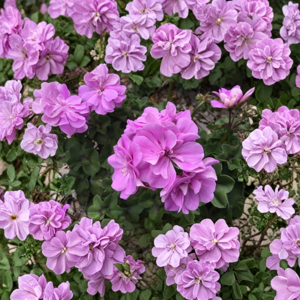 Ivy Geranium Double Bright Pink Cuttings – Pelargonium Peltatum Live Unrooted Cuttings | 8 Included | Hanging Basket Friendly