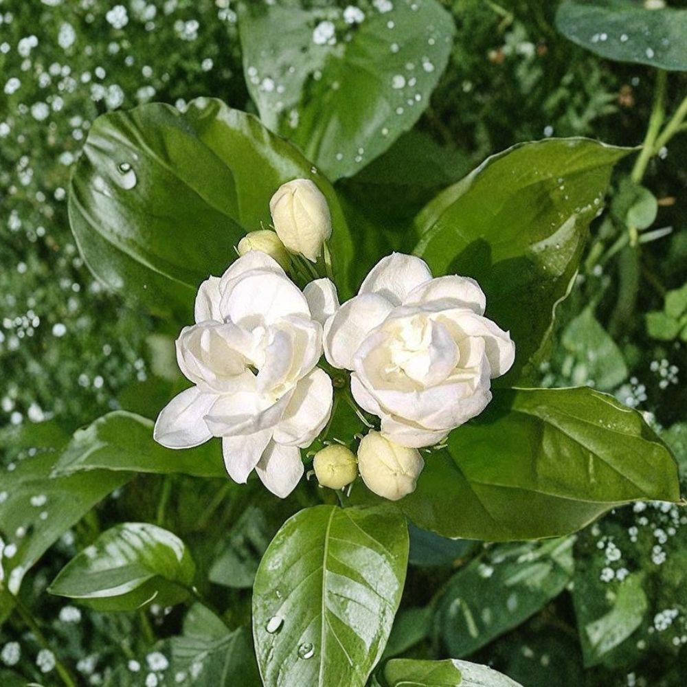 Jasmine Seeds – Jasminum spp. Fragrant White Flowers | 25 Seeds for Indoor & Outdoor Gardens