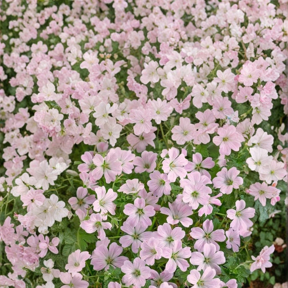 Dreamland Geranium Seeds – 25+ Premium Pelargonium x hortorum Flower Seeds
