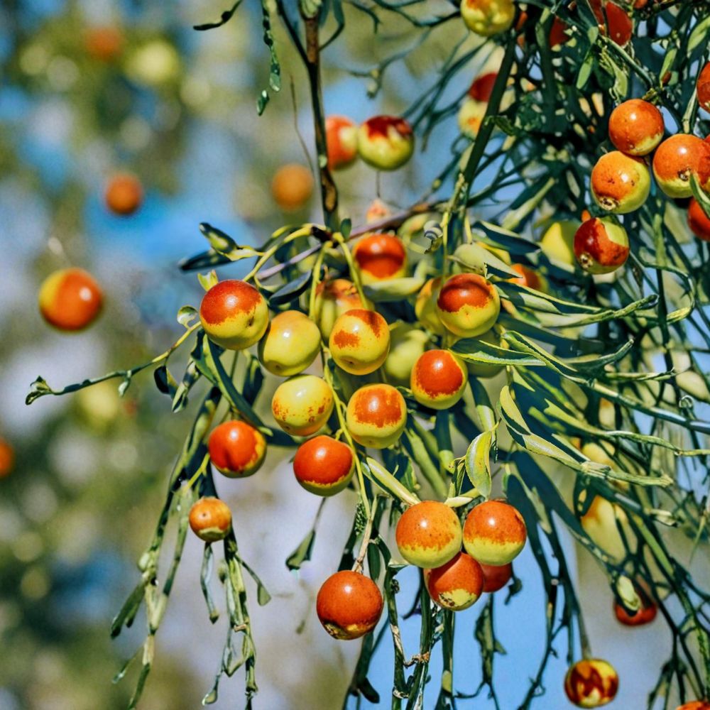 Dong Jujube Tree Bare Root 24-32 Inches | Zhanhua Winter Jujube | Sweet Crisp Chinese Date Tree